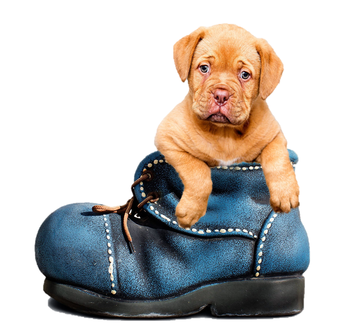 cute puppy in a boot